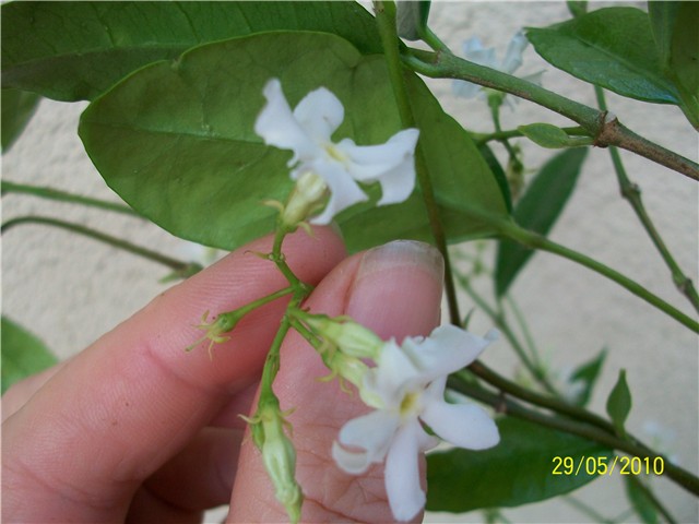 jasmin - lat. Rhyncospernum jasminoides